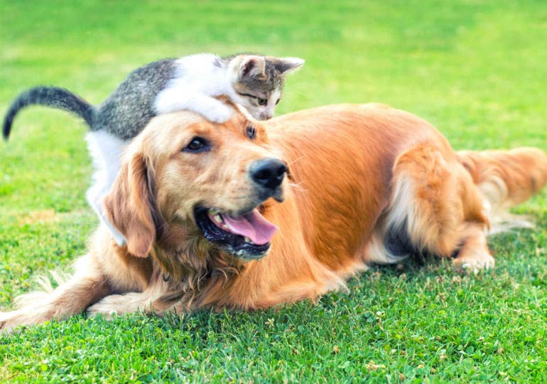 CBD for Pets