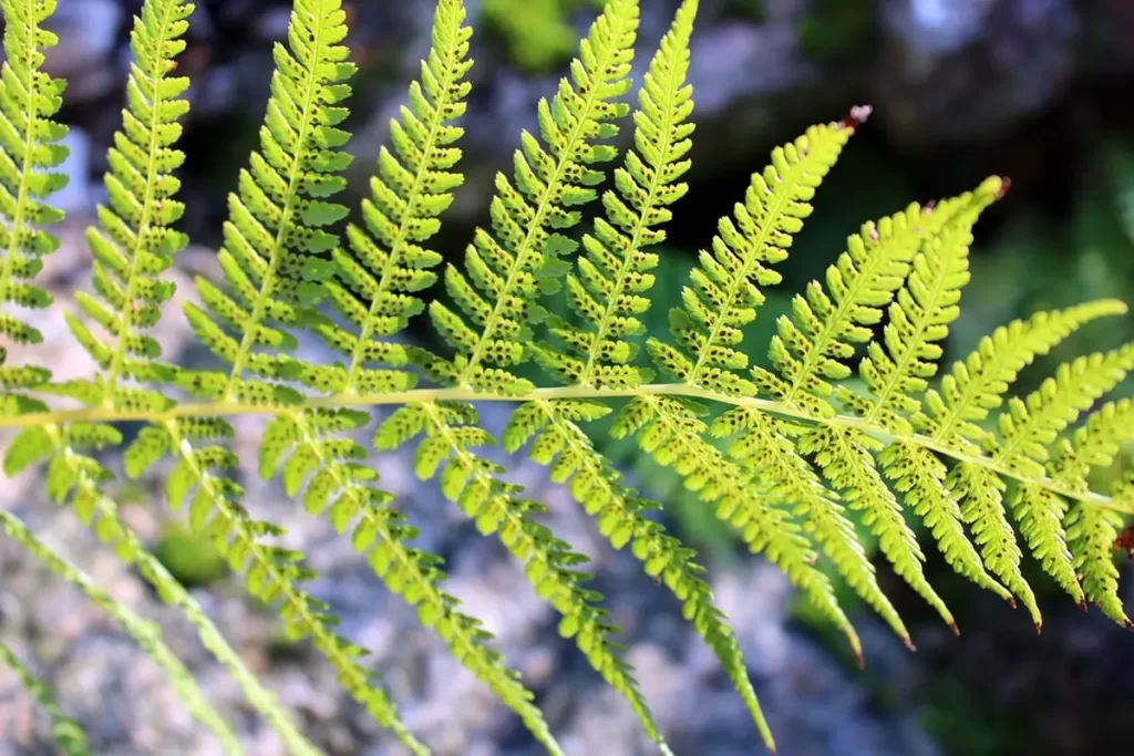 plants