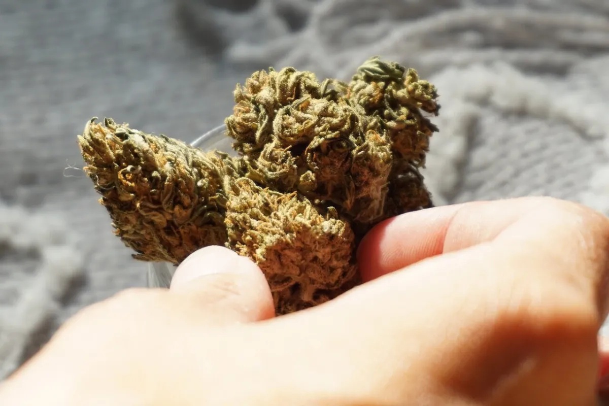Cannabis Weed